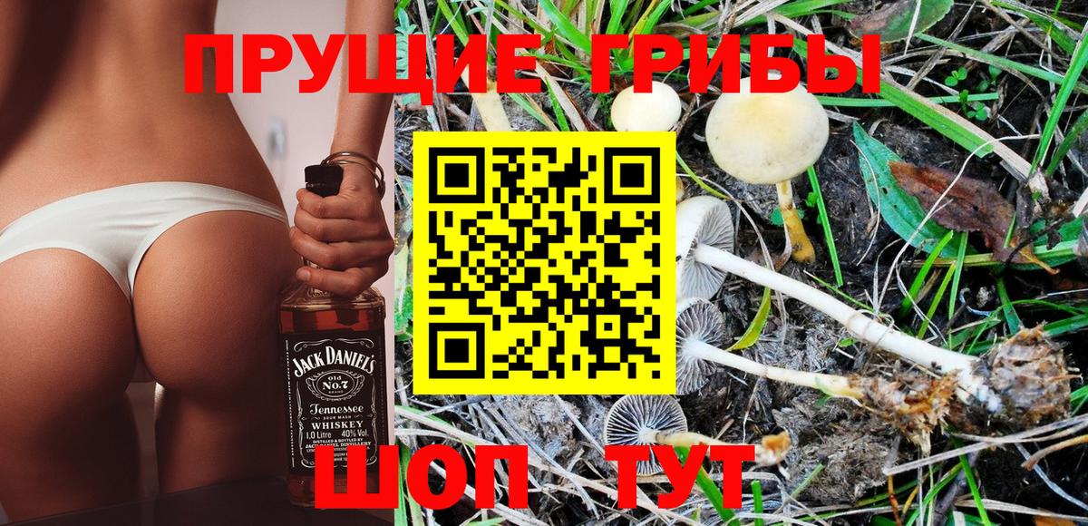 Галлюциногенные грибы Psilocybine cubensis Астрахань